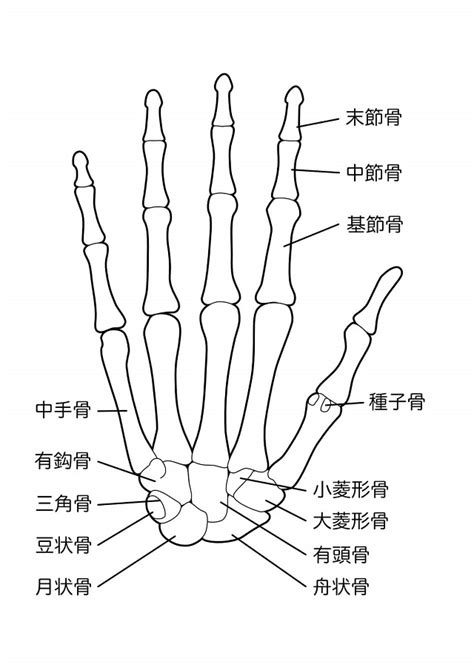 手 骨